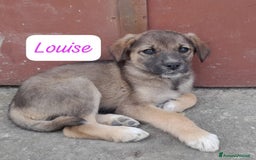 Meticcio cani in regalo: CUCIOLINE IN REGALO a Città metropolitana di Catania - Immagine 1
