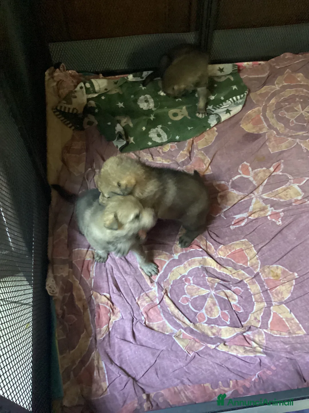 Lupo Cecoslovacco cani in vendita: Lupo cecoslovacco cuccioli - Annuncio 11