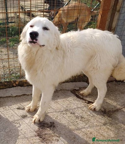 Meticcio cani a Provincia di Verona - Annuncio 19