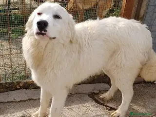 Meticcio cani ADOTTA IL DOLCISSIMO OSLO a Provincia di Verona - Annuncio 15