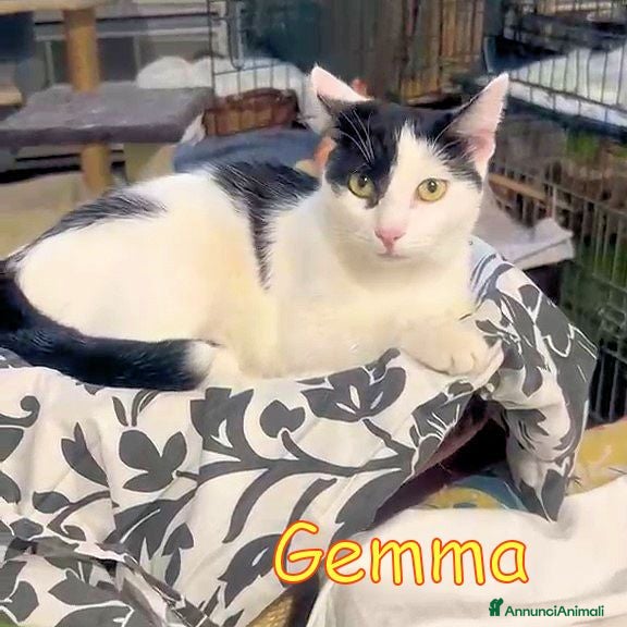 Europeo gatti GEMMA DOCLSISSIMA GATTINA - Annuncio 2