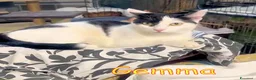 Europeo gatti in regalo: GEMMA DOCLSISSIMA GATTINA a Città metropolitana di Milano - Annuncio 1