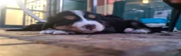 Bovaro del Bernese cani in vendita: Cuccioli bovari del bernese  - Annuncio 14