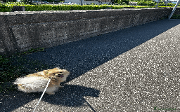 Spitz cani per accoppiamento: Spitz tedesco nano per accoppiamento con Pedigree a Libero consorzio comunale di Trapani - Immagine 2