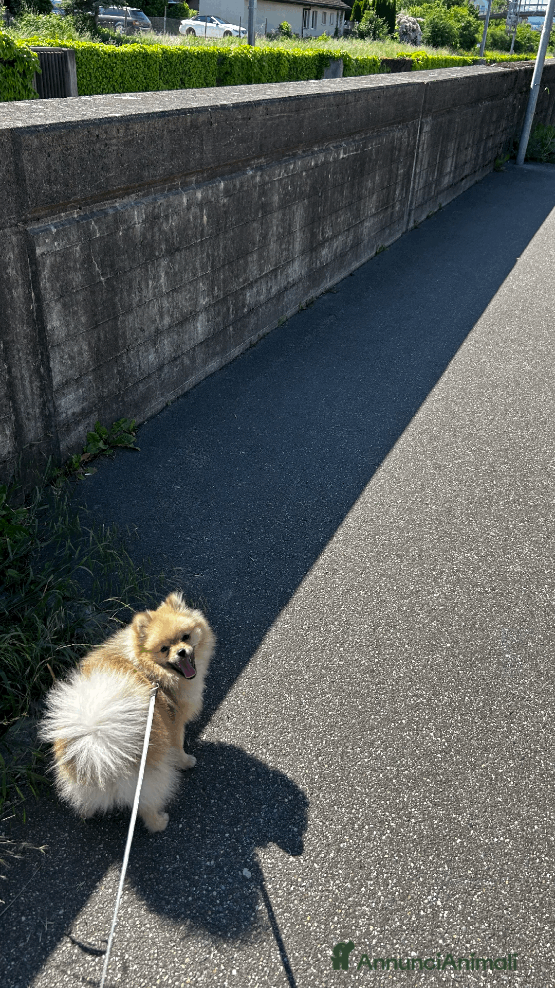 Spitz cani per accoppiamento: Spitz tedesco nano per accoppiamento con Pedigree a Libero consorzio comunale di Trapani - Immagine 2