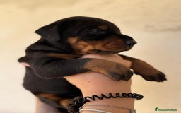 Dobermann cani in vendita: Cuccioli dobermann  a Provincia di Brindisi - Immagine 3