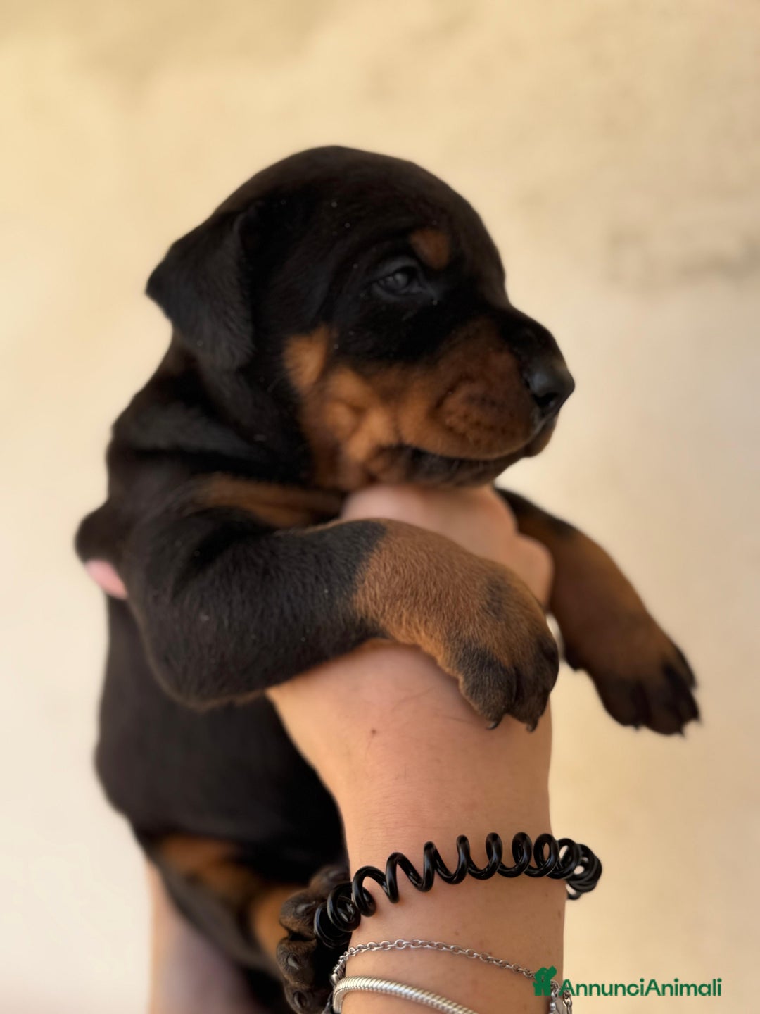 Dobermann cani in vendita: Cuccioli dobermann  a Provincia di Brindisi - Immagine 3