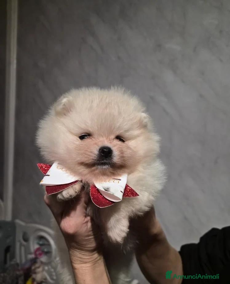 Volpino Pomerania cani Cuccioli di Pomerania - Annuncio 4