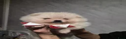 Volpino Pomerania cani in vendita: Cuccioli di Pomerania - Annuncio 1