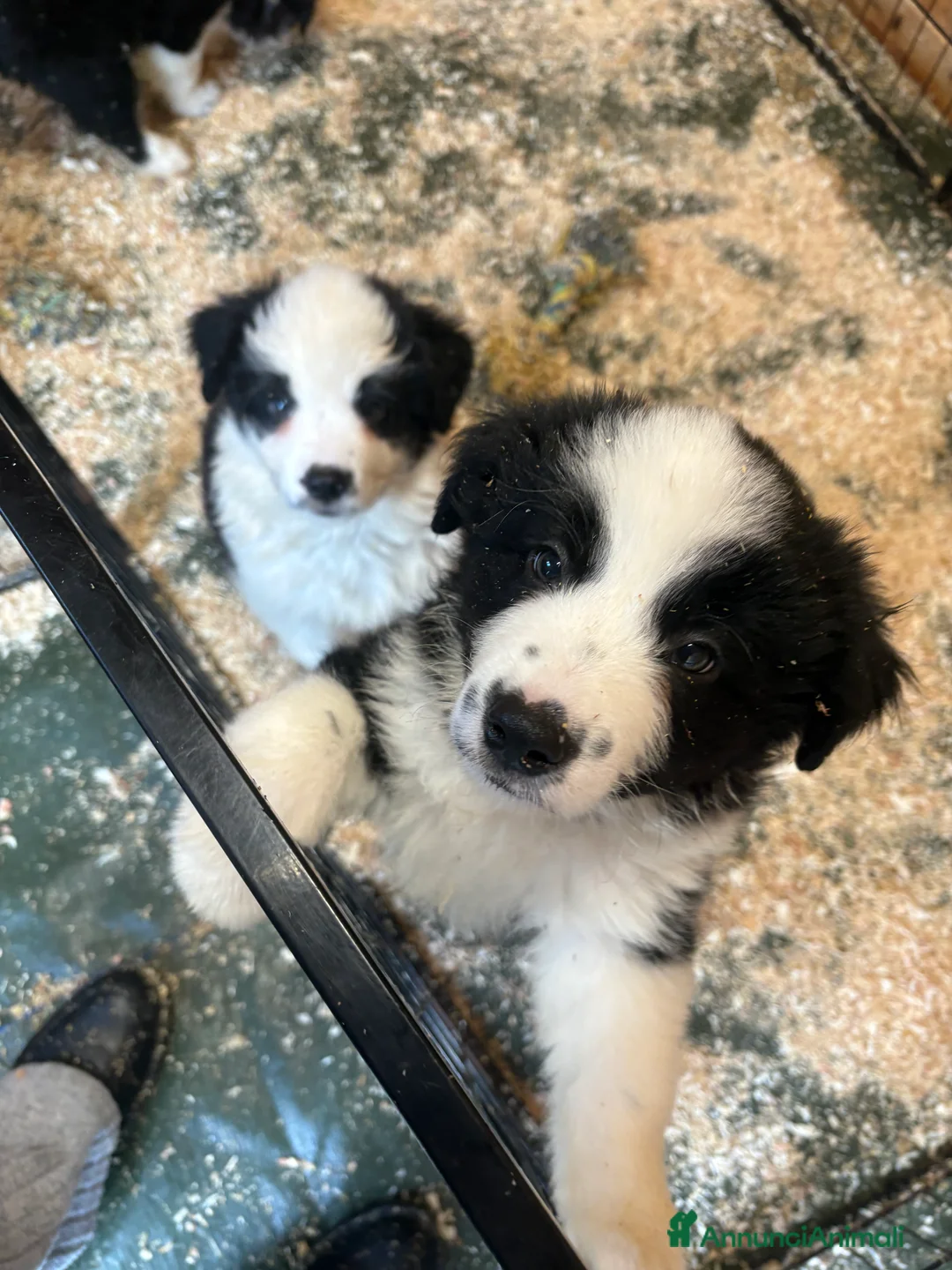 Border Collie cani in vendita: Border collie con pedigree  - Annuncio 4