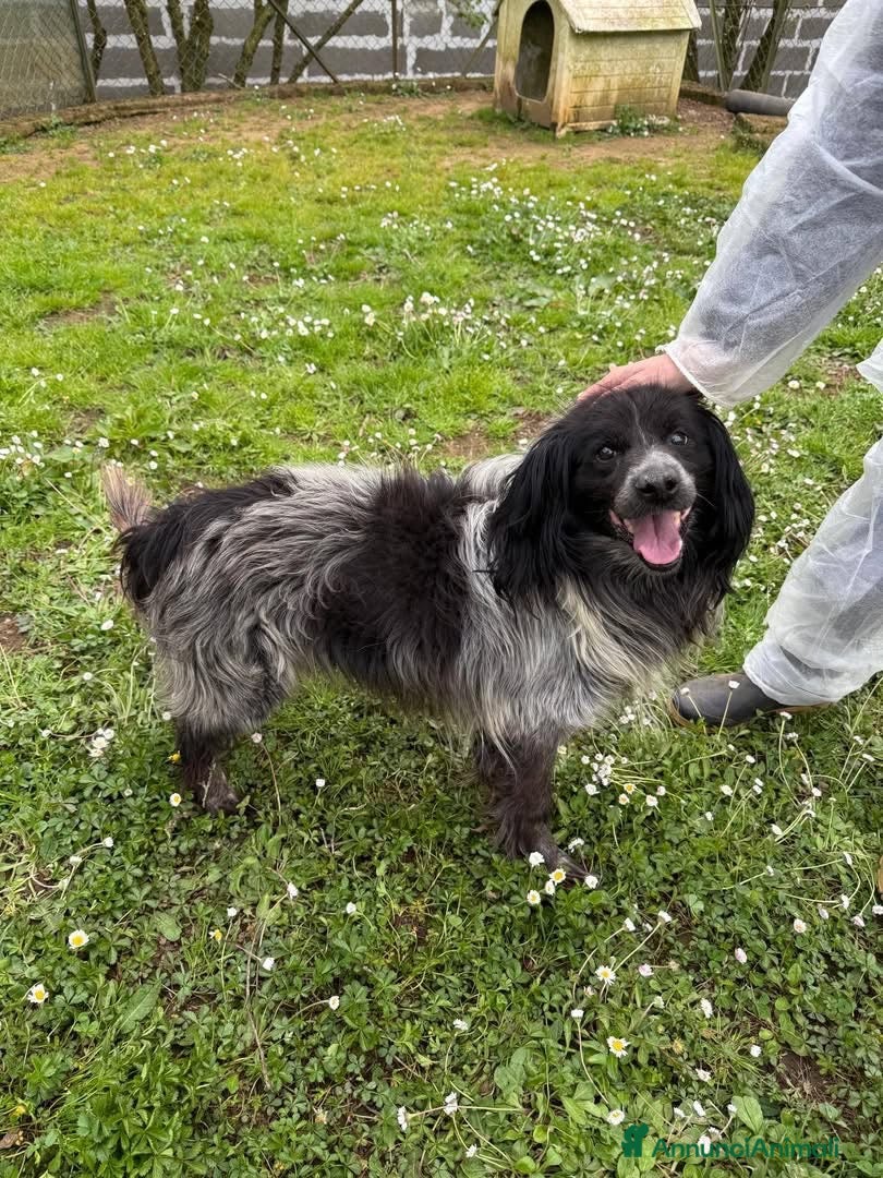 Meticcio cani Elliot - Annuncio 2