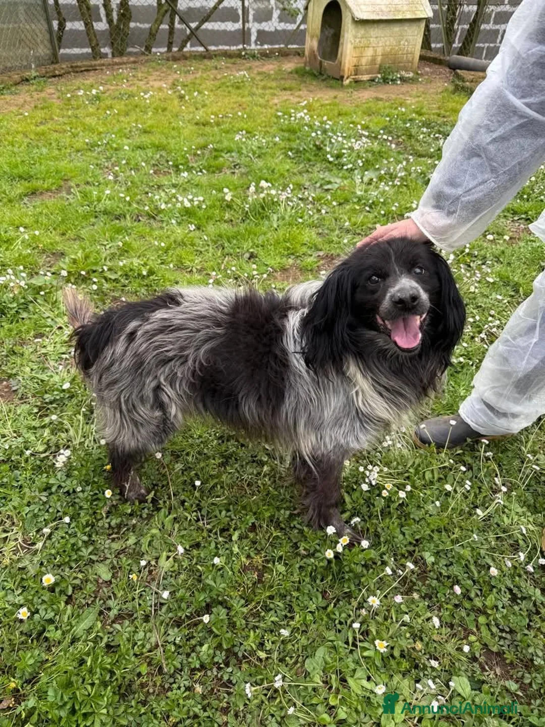 Meticcio cani in regalo: Elliot a Provincia di Viterbo - Annuncio 1