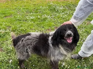 Meticcio cani Elliot - Annuncio 2