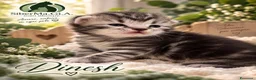Siberiano gatti in vendita: SIBERIANI GATTINI IPOALLERGENICI - Annuncio 1
