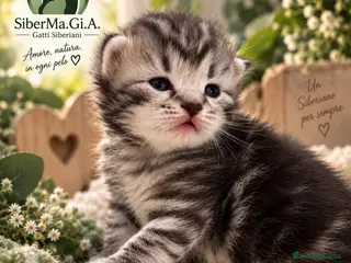 Siberiano gatti SIBERIANI GATTINI IPOALLERGENICI - Annuncio 7