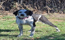 Segugio cani in regalo: VIRGINIA, una timida cagnolina  a Pomezia - Immagine 14