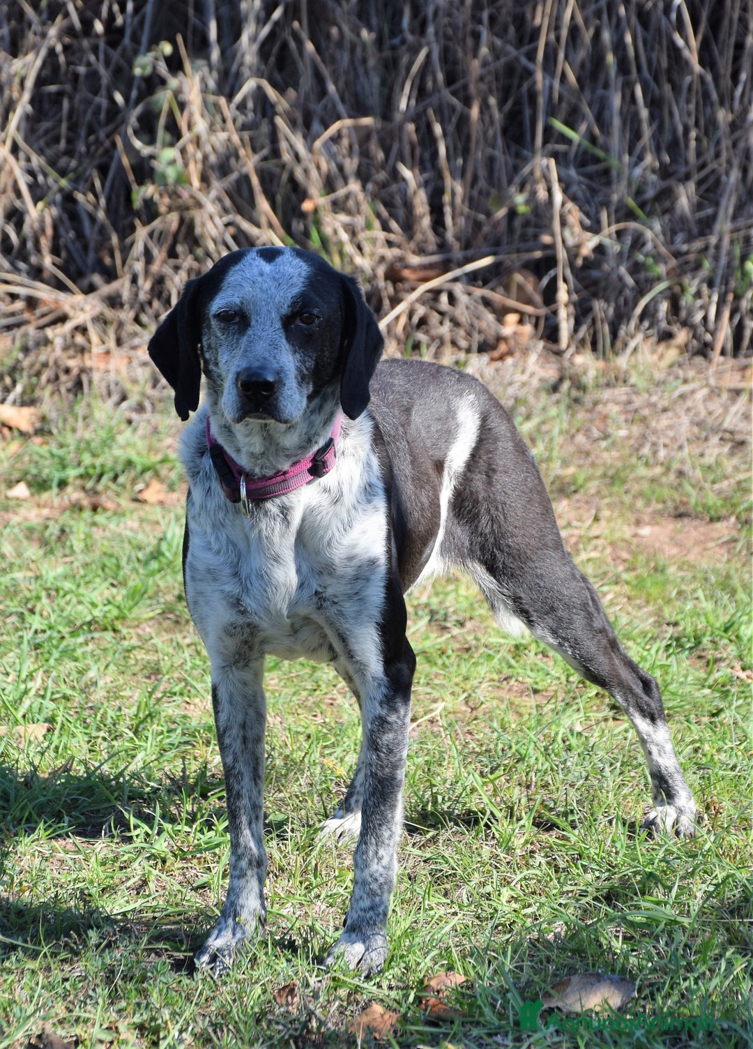 Segugio cani in regalo: VIRGINIA, una timida cagnolina  a Pomezia - Annuncio 14