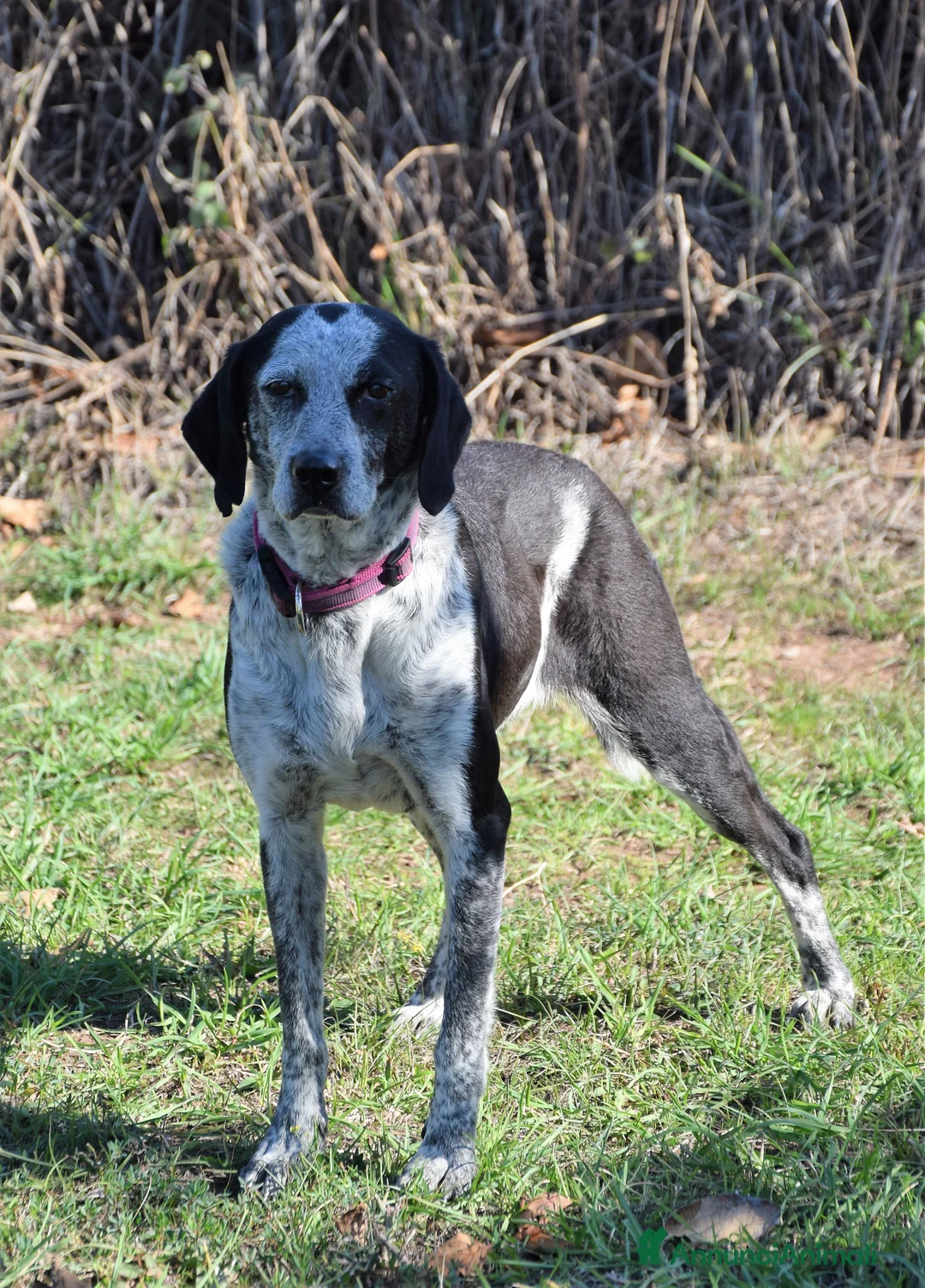 Segugio cani in regalo: VIRGINIA, una timida cagnolina  a Pomezia - Annuncio 14