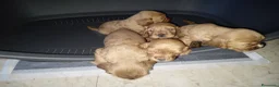 Cocker cani in vendita: Cocker inglese  - Annuncio 3