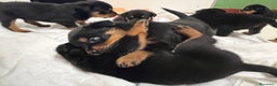 Rottweiler cani in vendita: ROTTWEILER CUCCIOLI MASCHI - Annuncio 4