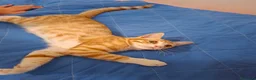 Meticcio gatti in regalo: GATTINI ROSSI  a Provincia di Crotone - Annuncio 4
