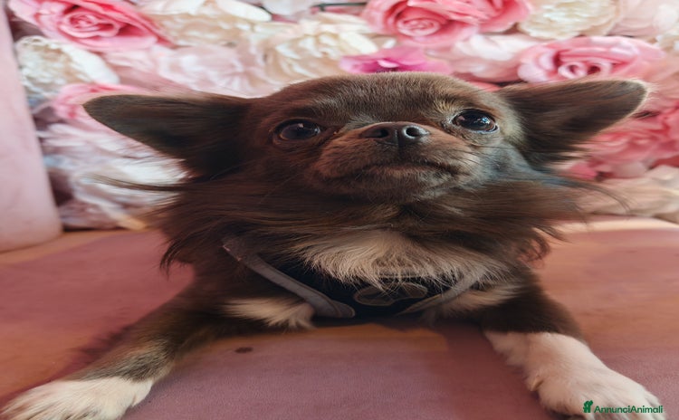 Chihuahua cani a Città Metropolitana di Genova - Annuncio 8
