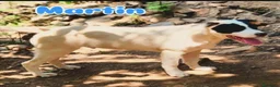 Meticcio cani in regalo: 2molossini 14mesi crescono in recinto.COSENZA HELP - Annuncio 5