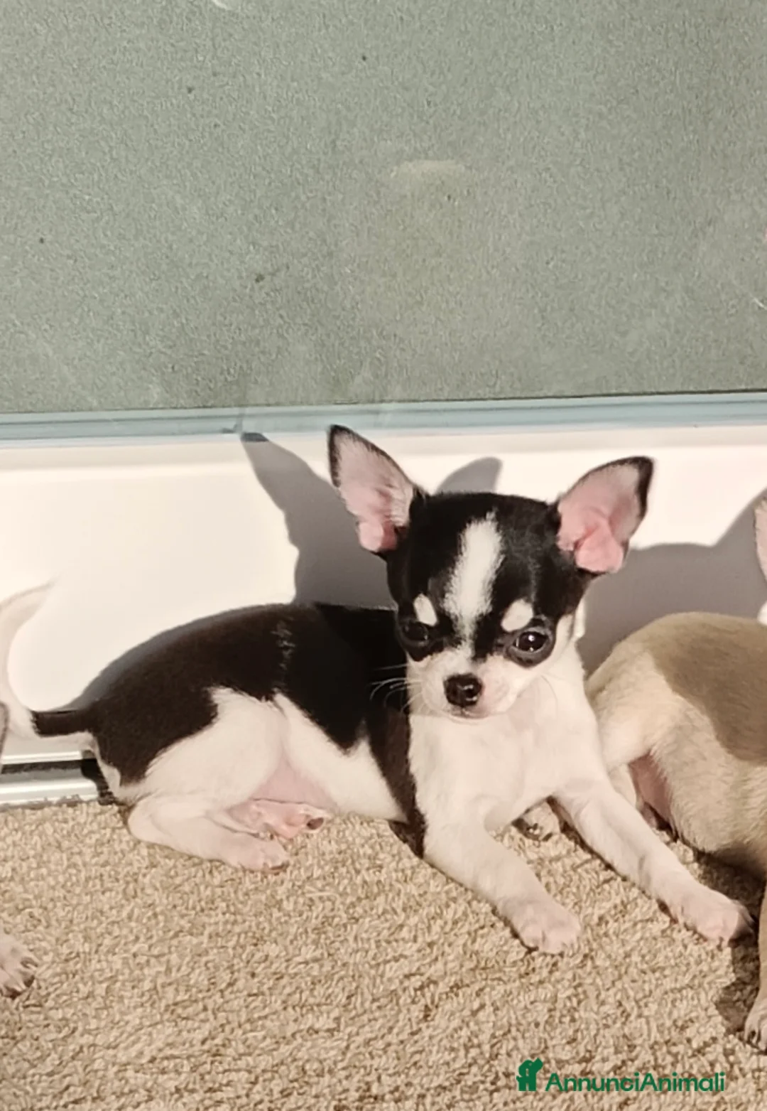 Chihuahua cani in vendita: Isotta - Annuncio 3