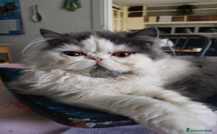 Persiano gatti a Provincia di Mantova - Annuncio 1