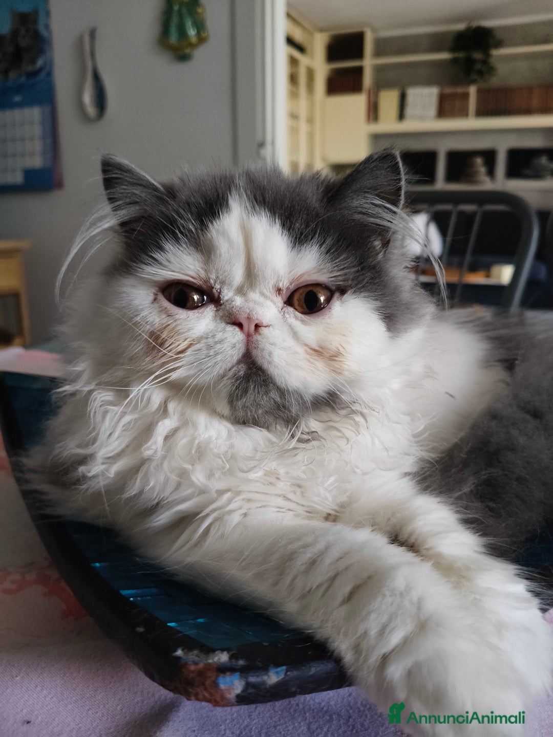 Persiano gatti in vendita: Cucciola persiana  a Provincia di Mantova - Immagine 1