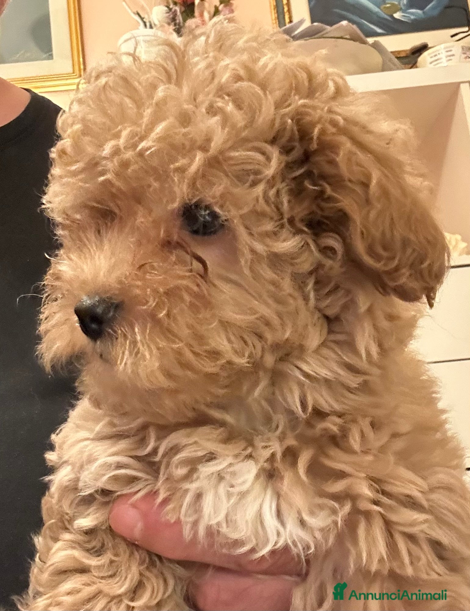 Maltipoo cani Sally cerca casa - Annuncio 2
