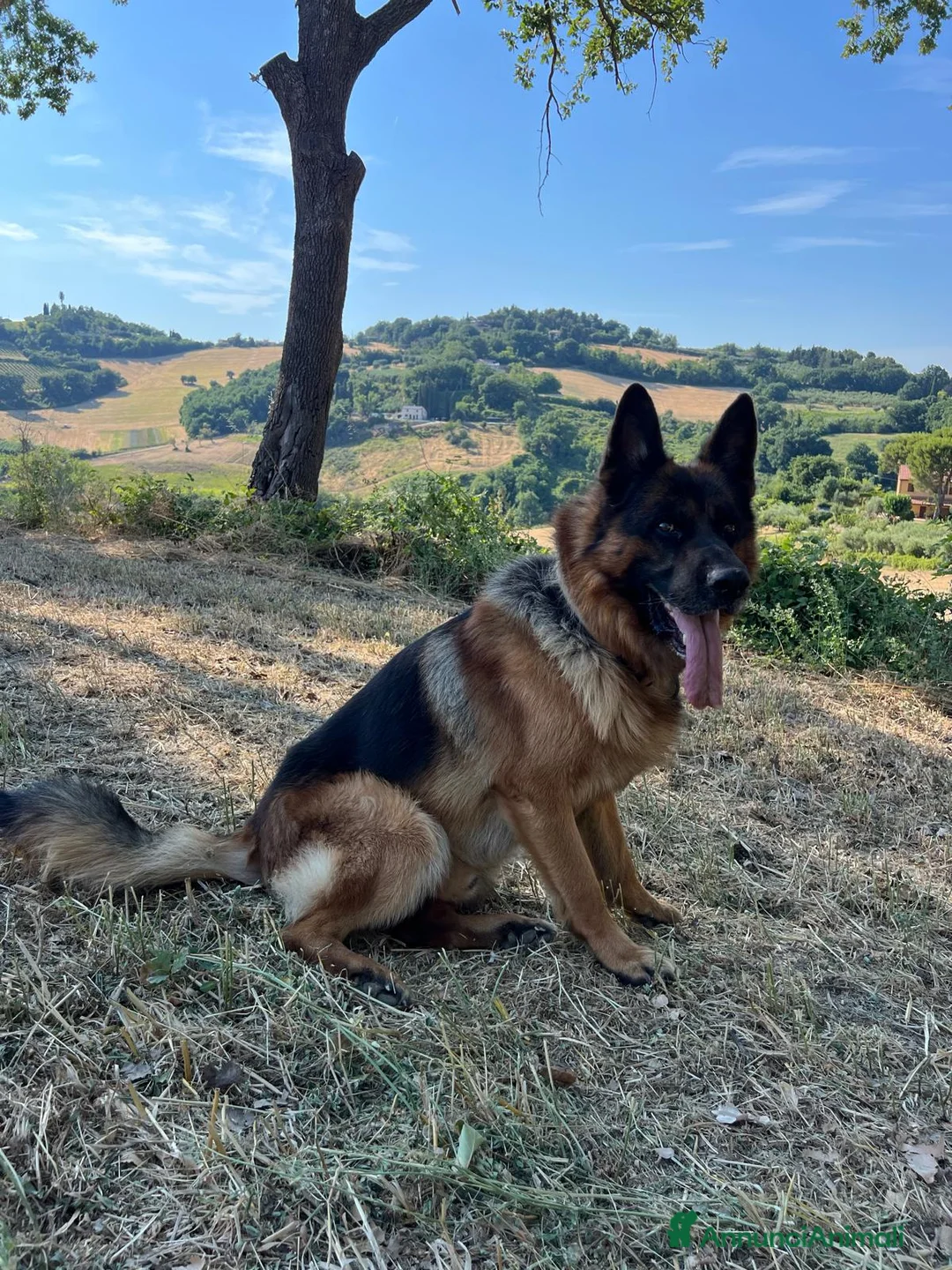 Pastore Tedesco cani in regalo: Alex Pastore tedesco di 5anni cerca una nuova casa a Provincia di Pesaro e Urbino - Annuncio 1