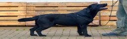 Labrador cani in vendita: Prenotazioni aperte - LABRADOR RETRIEVER - Annuncio 2