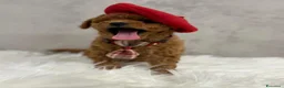 Barboncino Toy cani in vendita: Adorabili cuccioli di barboncino toy - Annuncio 13