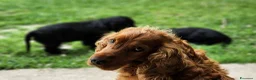 Cocker cani in vendita: Cuccioli di Cocker - Annuncio 4