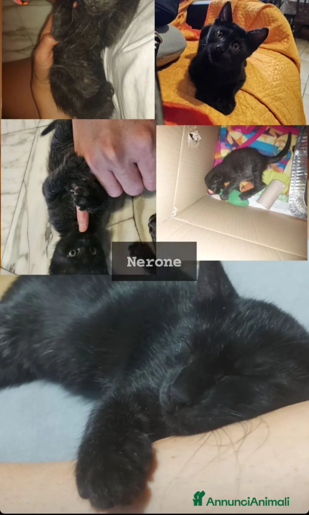 Meticcio gatti in regalo: GATTINO NERO - Annuncio 2