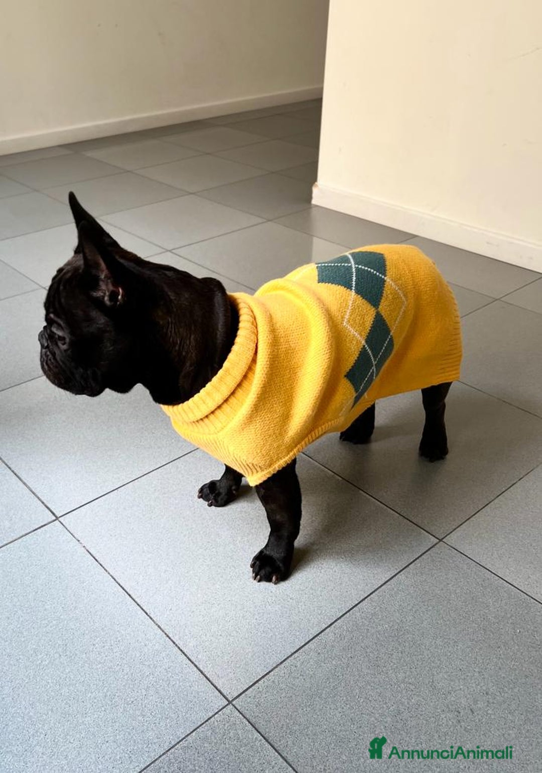 Bulldog Francese cani per accoppiamento: Bulldog francese maschio per accoppiamento - Annuncio 11