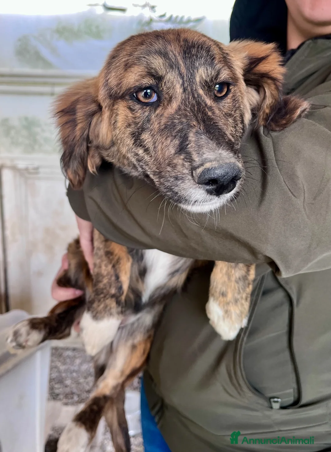 Meticcio cani in regalo: Cucciola tre mesi taglia medio piccola a Città metropolitana di Roma Capitale - Annuncio 6