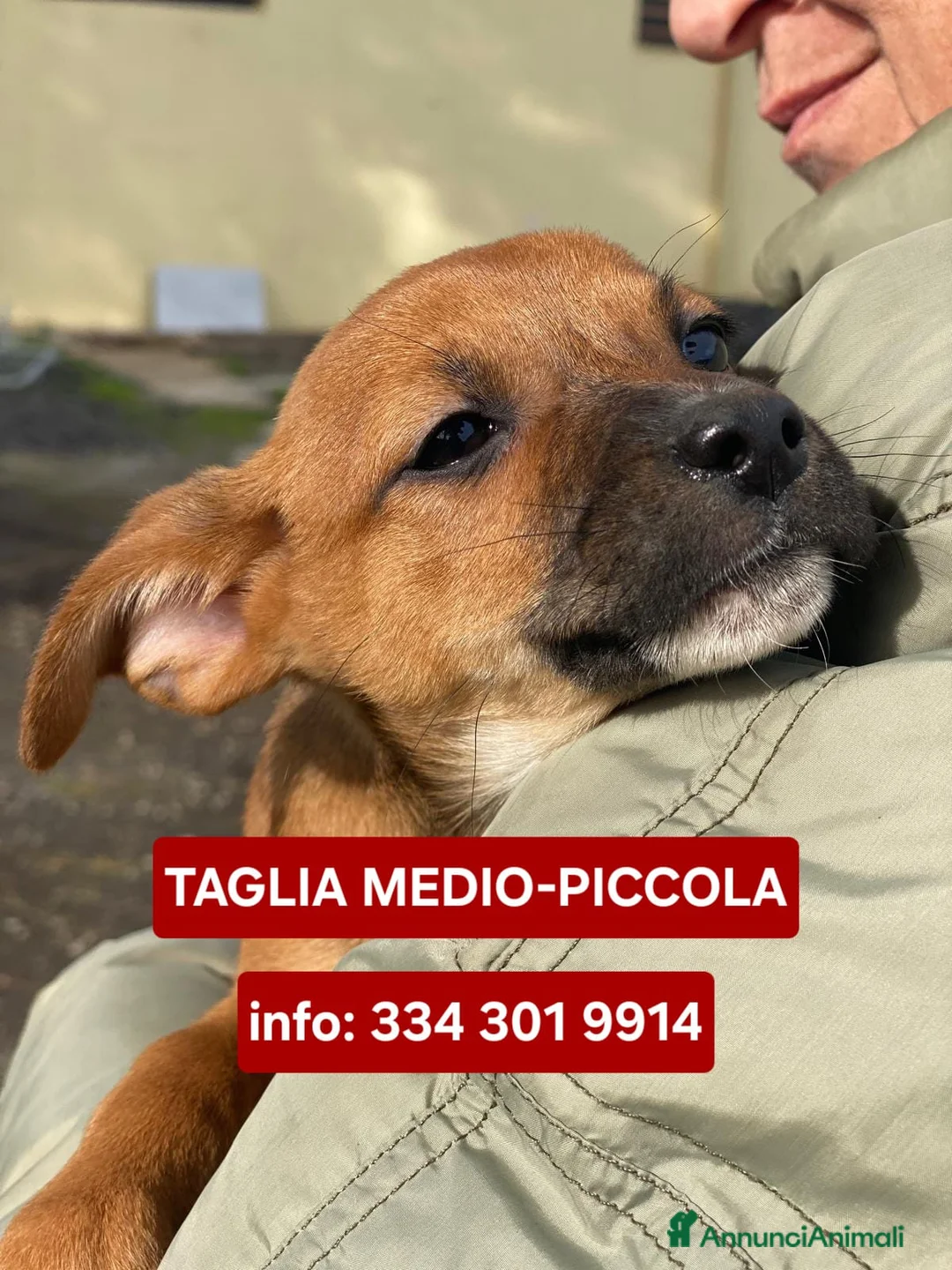 Meticcio cani in regalo: BALLERINA🩷-cucciola futura taglia medio/piccola🥰 - Annuncio 1