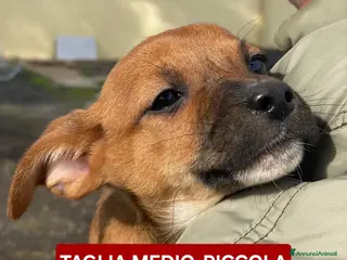 Meticcio cani BALLERINA🩷-cucciola futura taglia medio/piccola🥰 - Annuncio 3