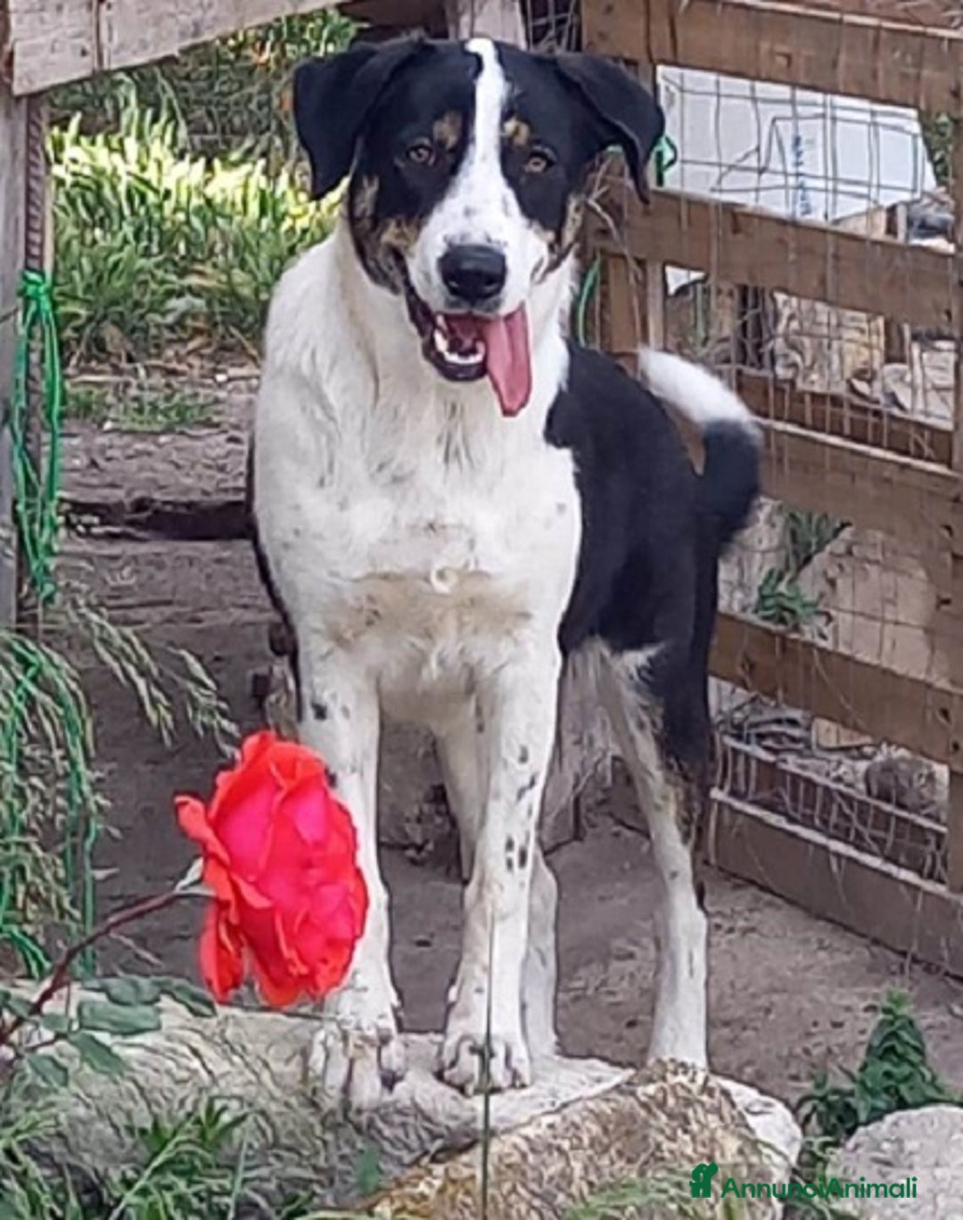 Meticcio cani in regalo: DOLCI BILBA E LUNA IN REGALO a Città metropolitana di Catania - Annuncio 1