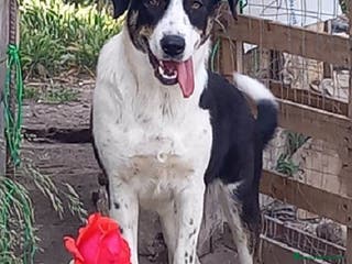 Meticcio cani DOLCI BILBA E LUNA IN REGALO a Città metropolitana di Catania - Annuncio 13