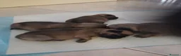Carlino cani in vendita: Cuccioli di Carlino Fulvi  a Città metropolitana di Roma Capitale - Annuncio 5