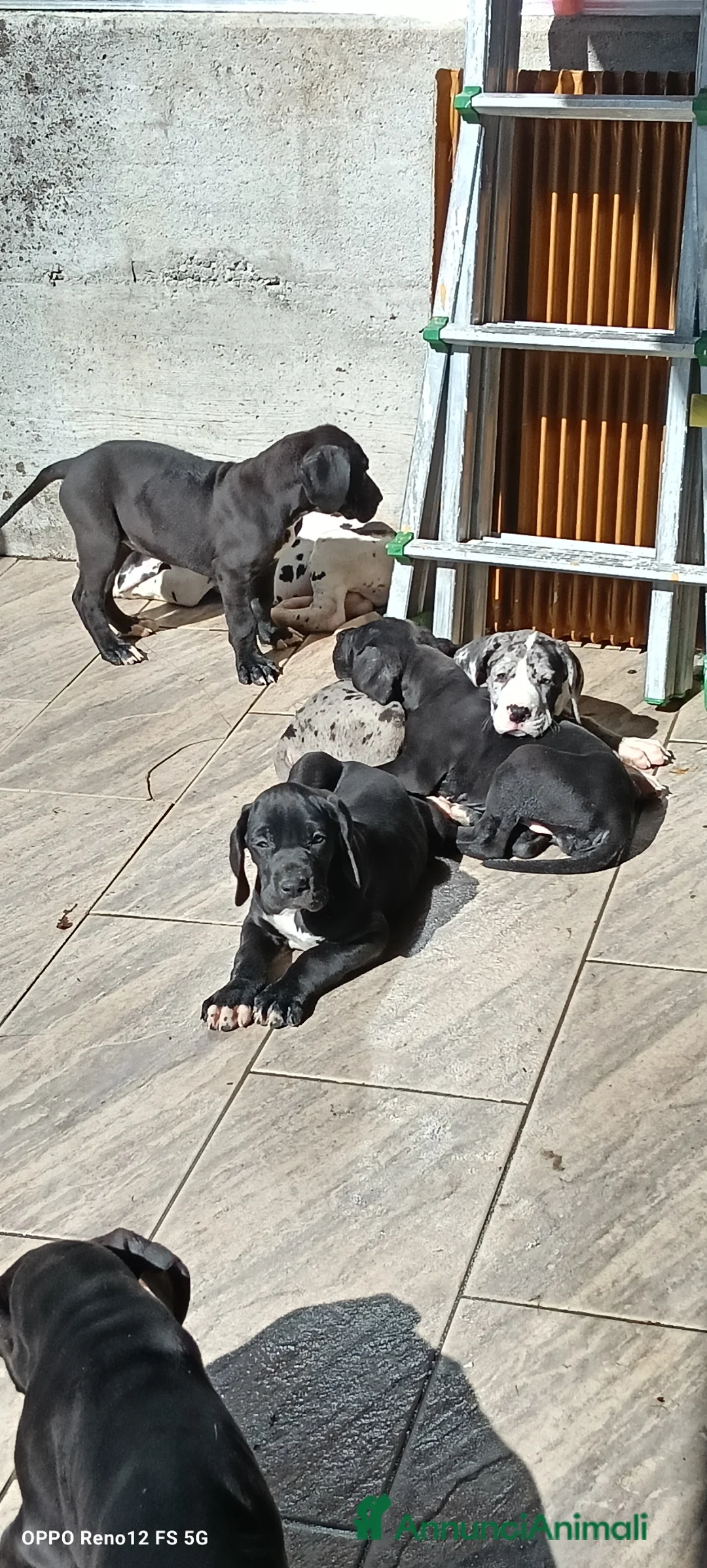 Alano cani in vendita: Cuccioli di Alano nero a Ente di decentramento regionale di Udine - Annuncio 1