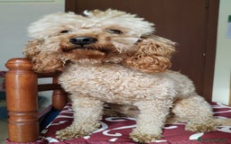 Barboncino cani per accoppiamento: GentilCane cerca Fidanzata - Immagine 11