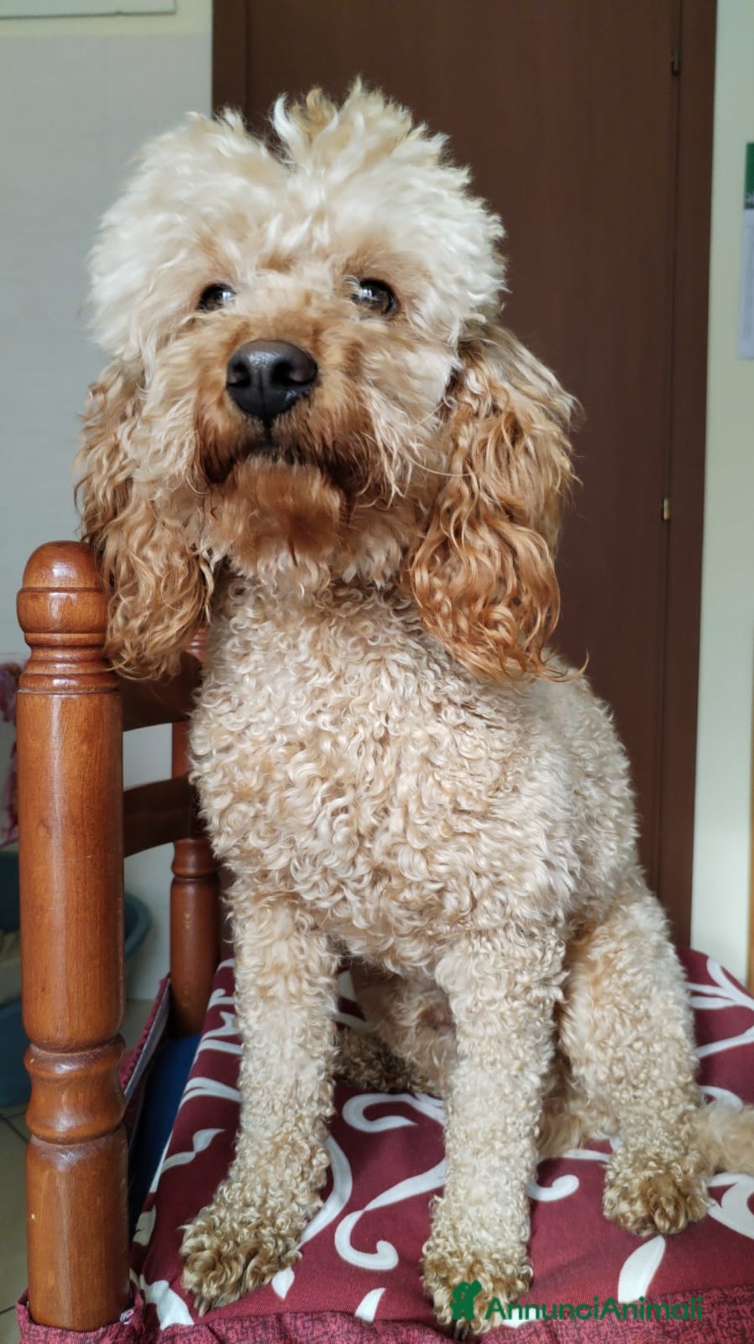 Barboncino cani per accoppiamento: GentilCane cerca Fidanzata - Immagine 11