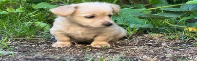 Pinscher Tedesco 1