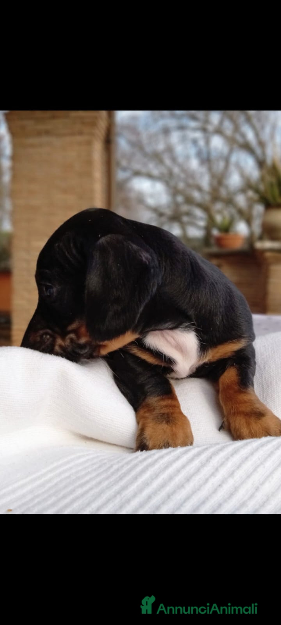 Immagine della galleria {{count}}