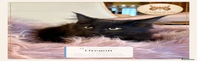 Oregon - Maine Coon - Il Sogno Di Lola