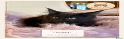 Maine Coon gatti in vendita: Cuccioli Maine Coon ANFI – Il Sogno di Lola - Annuncio 3